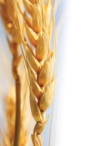 1655240229430 Wheat Istock 16093892 0
