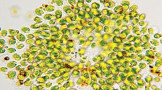 Micro-Algae-copy