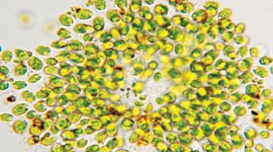 Micro-Algae-copy