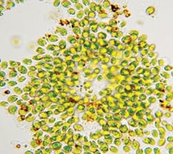 1655240273729 Microalgaecopy 1655240273729 Microalgaecopy