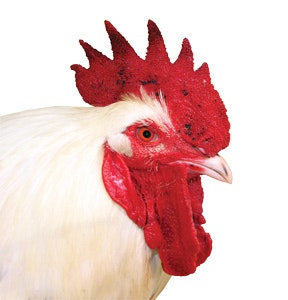 BJM_shutterstock_6490639-Large white rooster