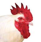 BJM_shutterstock_6490639-Large white rooster