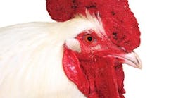 BJM_shutterstock_6490639-Large white rooster BJM_shutterstock_6490639-Large white rooster