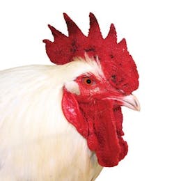 1655240404685 Bjm Shutterstock 6490639large White Rooster 1655240404685 Bjm Shutterstock 6490639large White Rooster