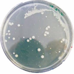 Muffe%20formaggio%20con%20o3_edit Muffe%20formaggio%20con%20o3_edit