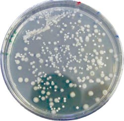 Muffe%20formaggio%20senza%20o3 Muffe%20formaggio%20senza%20o3