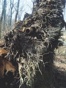 2018_windstorm_Bull_Run 2018_windstorm_Bull_Run