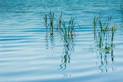 1655240455045 Wwdwaterfleaslagoon2070218 1655240455045 Wwdwaterfleaslagoon2070218