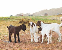 400_goats_graze_freely_in_pastures_between_the_lagoons 400_goats_graze_freely_in_pastures_between_the_lagoons