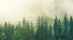 forest_0