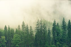1655240507078 Forest 0 1655240507078 Forest 0