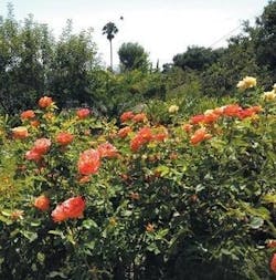 Rose%20Garden%20Mural Rose%20Garden%20Mural