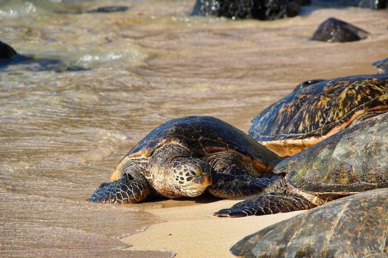 Maui%20Turtle%20Clean%20Water%20Act%20Functional%20Equivalent%20Discharge%20Hawaii%20Wildlife%20Fund