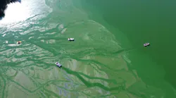 algae