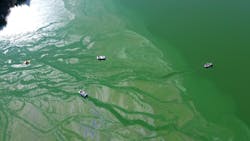 1655240545968 Algae 1655240545968 Algae