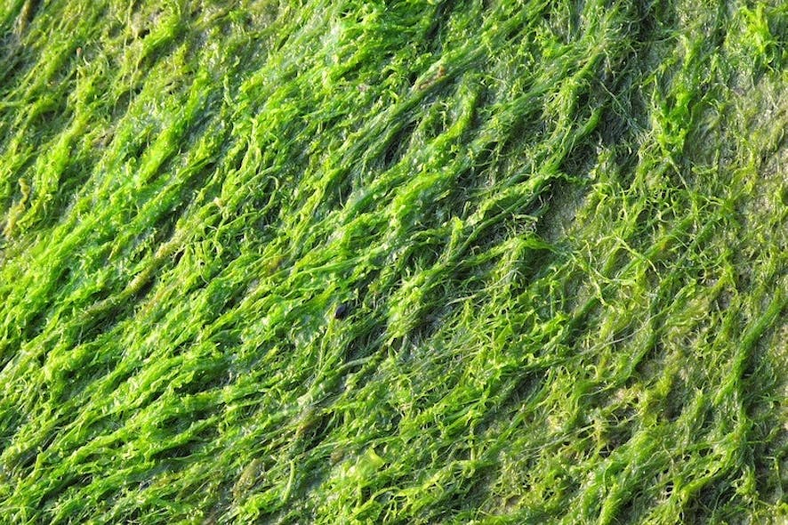 what-is-total-phosphorus