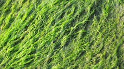 what-is-total-phosphorus what-is-total-phosphorus