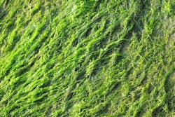 1655240616192 Whatistotalphosphorus 1655240616192 Whatistotalphosphorus