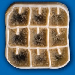 1655326472399 Biowaterweb 1655326472399 Biowaterweb