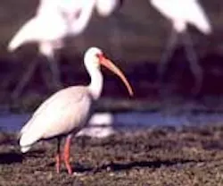 1655326534610 Webnews9 10everglades 1655326534610 Webnews9 10everglades