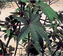 1655326543170 Ricin1 1655326543170 Ricin1