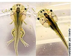 1655326546248 Prozac Tadpole 32 1655326546248 Prozac Tadpole 32