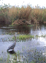1655326548916 Everglades