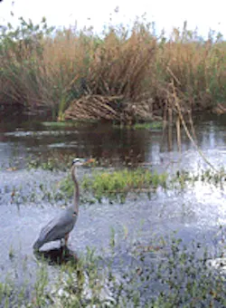 1655326548916 Everglades