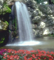 1655326552095 Flowers