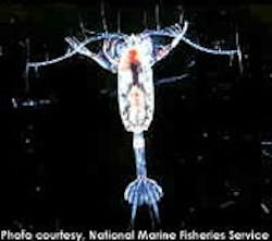 1655326564561 Copepod12 1655326564561 Copepod12