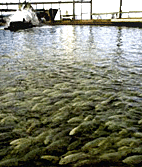 1655326568152 Fishfarm 2