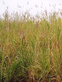 1655326568985 Webnewssugarcane 1655326568985 Webnewssugarcane