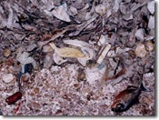 1655326575881 Sewage 2