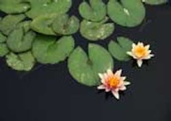 1655326578779 Lillypads Brackishwater 1655326578779 Lillypads Brackishwater