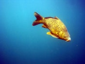 1655326581827 Asiancarp