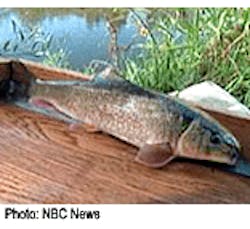 1655326583422 Estrogen Fish Copy 1655326583422 Estrogen Fish Copy