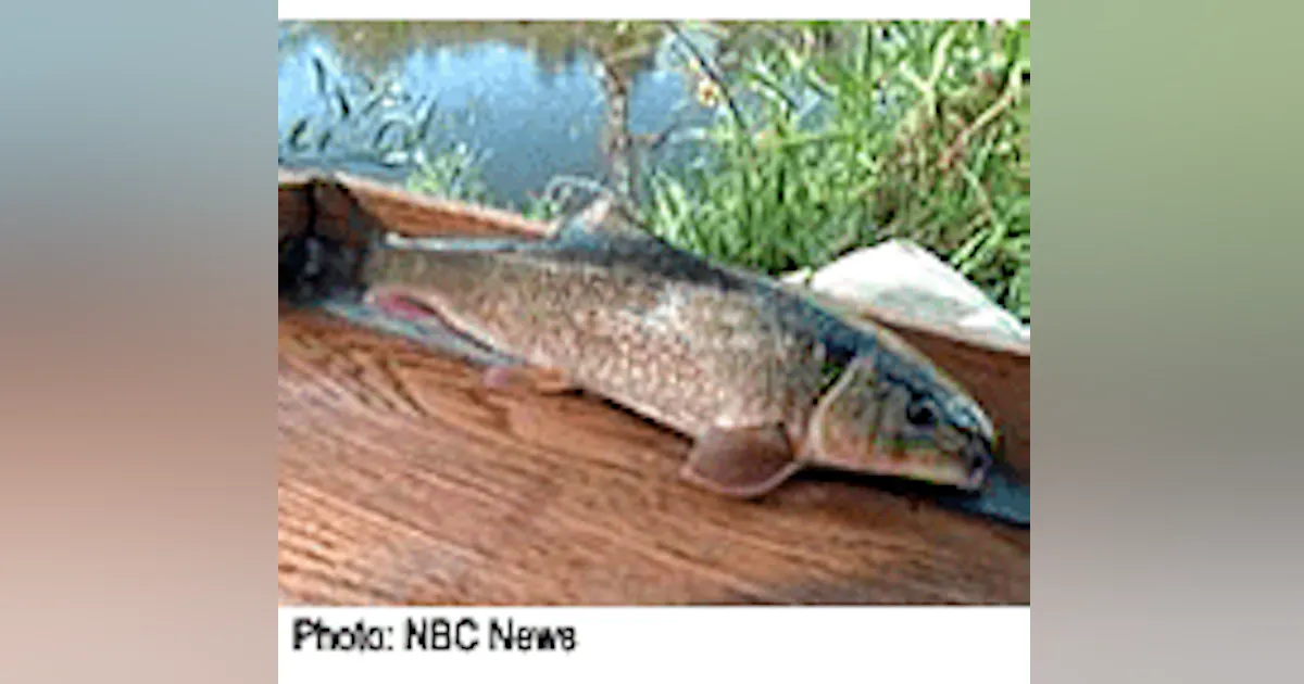 Stragin Fish Male Fish Becoming Female from Estrogen | Wastewater Digest