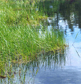 1655326601023 Bog Copy