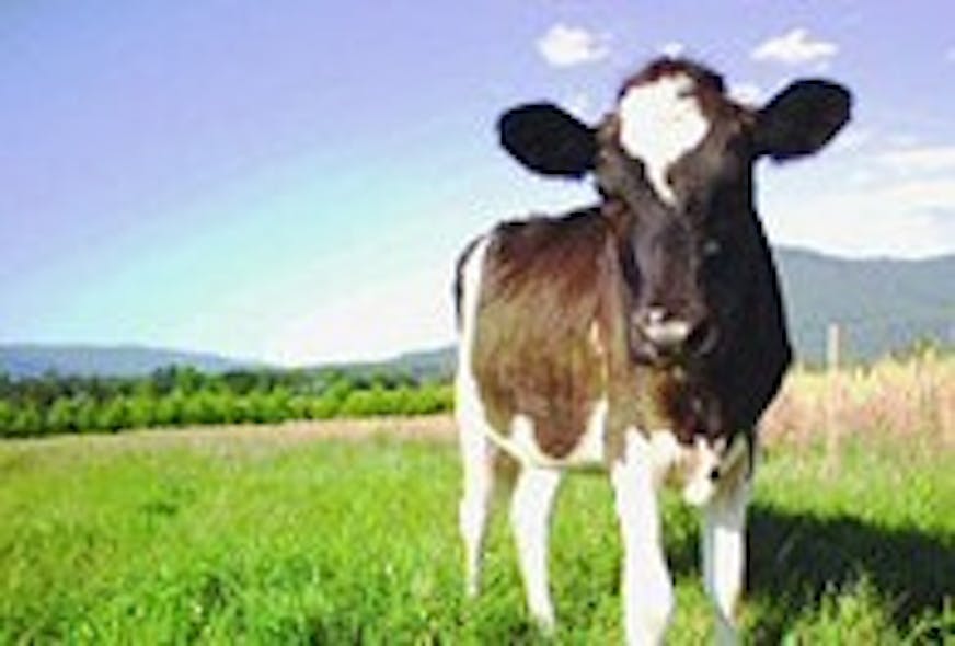 yv_harvest_cow