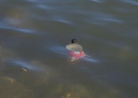 1655326623875 2watereddowncola