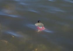 1655326623875 2watereddowncola 1655326623875 2watereddowncola