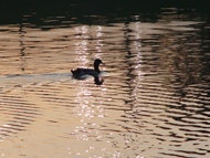 1655326624219 Lake Duck1
