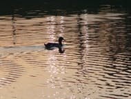 lake_duck1