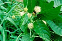 1655326628171 Raingarden3