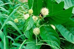 1655326637344 Raingarden31 1655326637344 Raingarden31