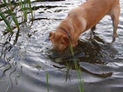 1655326658358 Dog 1655326658358 Dog