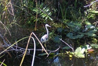 1655326659415 Everglades