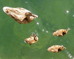 1655326664921 Smallduck 1655326664921 Smallduck