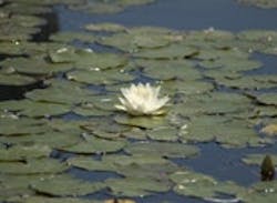 1655326668105 Whitewaterlily01 1655326668105 Whitewaterlily01