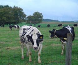 1655326673108 Cow 1655326673108 Cow